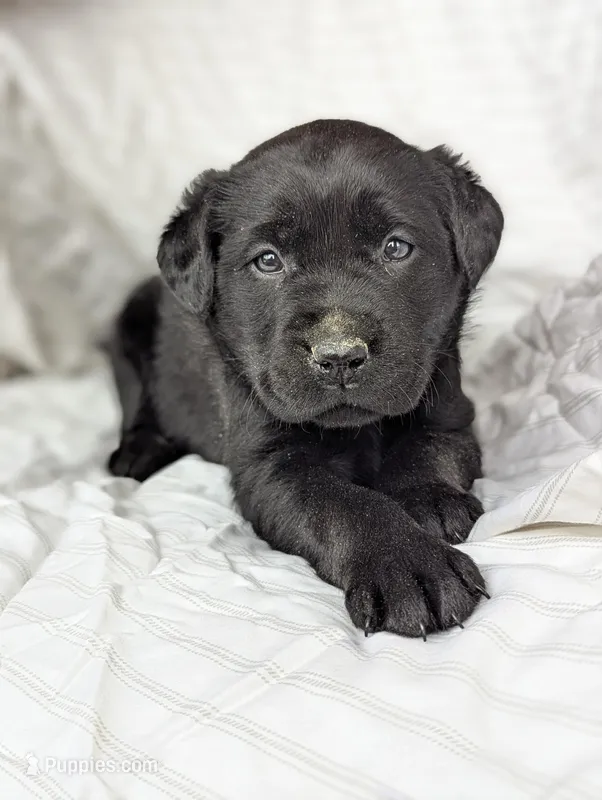 Pip – Labrador Retriever puppy for sale in Penn Yan, NY