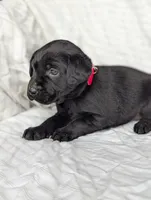 Rocky, a male Labrador Retriever for sale in Penn Yan, NY – Photo 1 of 5