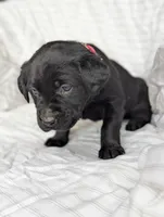 Rocky, a male Labrador Retriever for sale in Penn Yan, NY – Photo 4 of 5