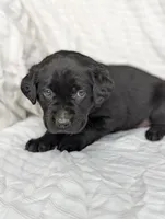 Rocky, a male Labrador Retriever for sale in Penn Yan, NY – Photo 2 of 5