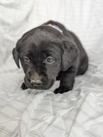 Suki, a female Labrador Retriever for sale in Penn Yan, NY – Photo 3 of 5