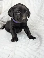Suki, a female Labrador Retriever for sale in Penn Yan, NY – Photo 1 of 5