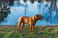 Suki, a female Labrador Retriever for sale in Penn Yan, NY – Photo 5 of 5