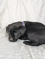 Suki, a female Labrador Retriever for sale in Penn Yan, NY – Photo 4 of 5