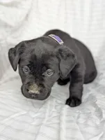 Suki, a female Labrador Retriever for sale in Penn Yan, NY – Photo 2 of 5