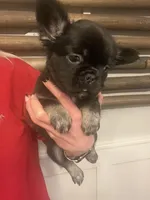 Fluffy bonnie, a female French Bulldog for sale in Springfield, MO – Photo 1 of 6