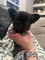 Fluffy bonnie, a female French Bulldog for sale in Springfield, MO – Photo 3 of 6