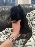 Fluffy bonnie, a female French Bulldog for sale in Springfield, MO – Photo 5 of 6