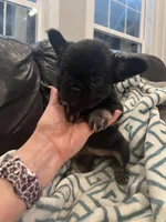 Fluffy bonnie, a female French Bulldog for sale in Springfield, MO – Photo 2 of 6