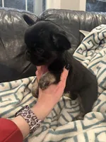 Fluffy bonnie, a female French Bulldog for sale in Springfield, MO – Photo 6 of 6