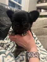 Fluffy bonnie, a female French Bulldog for sale in Springfield, MO – Photo 4 of 6