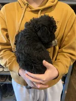 Rose, a female Miniature Bernedoodle for sale in Wathena, KS – Photo 3 of 3