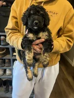Rose, a female Miniature Bernedoodle for sale in Wathena, KS – Photo 2 of 3