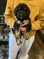 Rose, a female Miniature Bernedoodle for sale in Wathena, KS – Photo 1 of 3