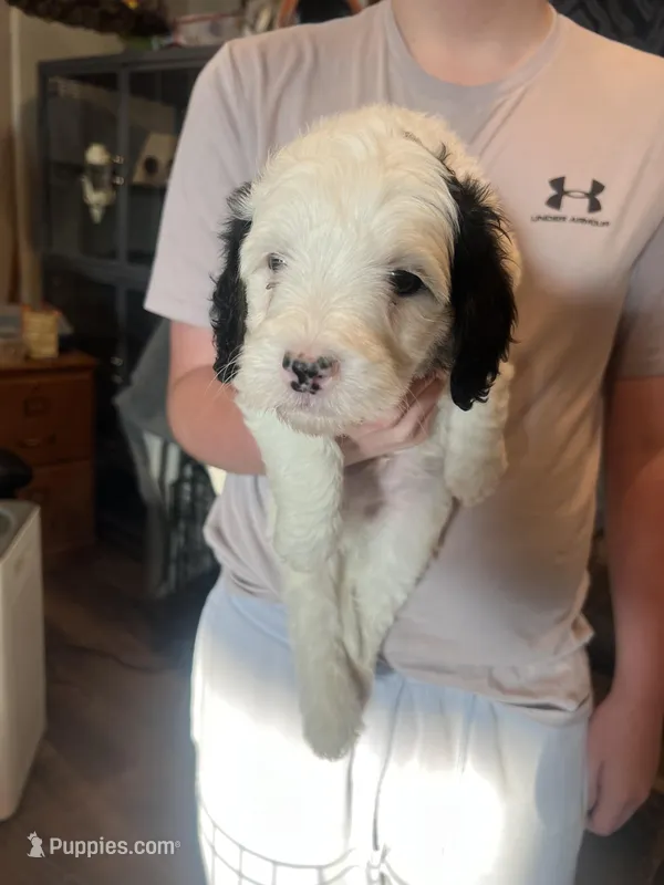 Henry  – Miniature Bernedoodle puppy for sale in Wathena, KS