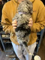 Daryl/purple collar, a male Miniature Bernedoodle for sale in Wathena, KS – Photo 3 of 3