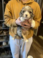 Daryl/purple collar, a male Miniature Bernedoodle for sale in Wathena, KS – Photo 2 of 3