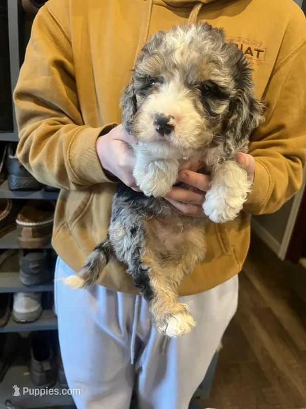 Daryl/purple collar – Miniature Bernedoodle puppy for sale in Wathena, KS