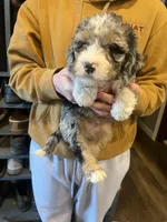 Daryl/purple collar, a male Miniature Bernedoodle for sale in Wathena, KS – Photo 1 of 3