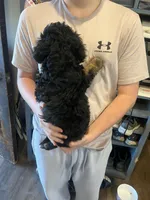 Max/orange collar, a male Miniature Bernedoodle for sale in Wathena, KS – Photo 2 of 3