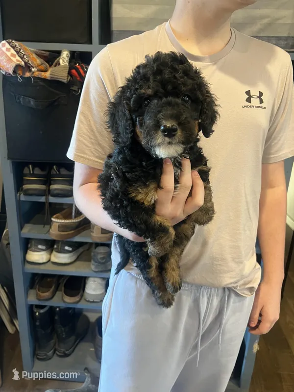 Max/orange collar – Miniature Bernedoodle puppy for sale in Wathena, KS
