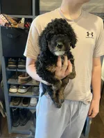 Max/orange collar, a male Miniature Bernedoodle for sale in Wathena, KS – Photo 1 of 3