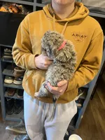 Dougie/pink collar, a male Miniature Bernedoodle for sale in Wathena, KS – Photo 3 of 3