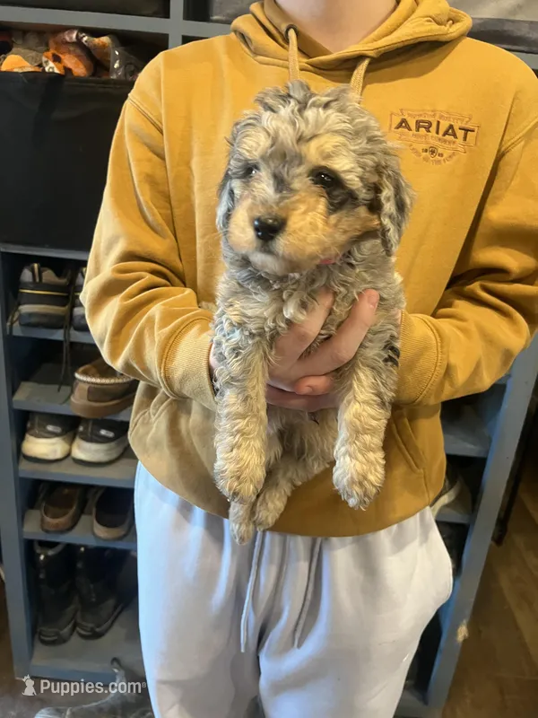 Dougie/pink collar – Miniature Bernedoodle puppy for sale in Wathena, KS