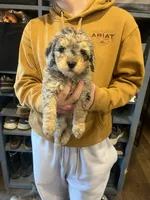 Dougie/pink collar, a male Miniature Bernedoodle for sale in Wathena, KS – Photo 2 of 3