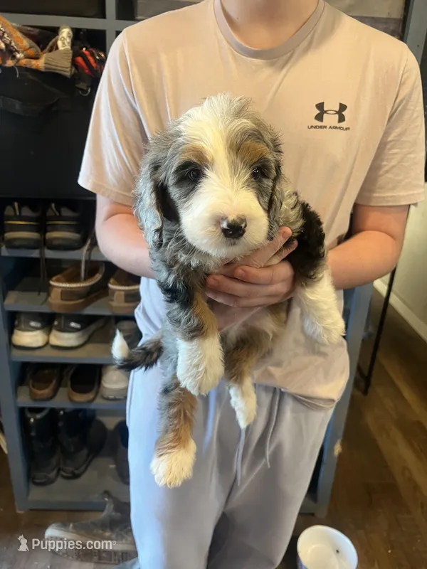 Jerry – Miniature Bernedoodle puppy for sale in Wathena, KS