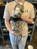 Jerry, a male Miniature Bernedoodle for sale in Wathena, KS – Photo 2 of 2