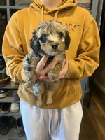 Dexter/black collar, a male Miniature Bernedoodle for sale in Wathena, KS – Photo 2 of 3