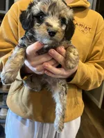 Dexter/black collar, a male Miniature Bernedoodle for sale in Wathena, KS – Photo 1 of 3