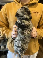 Dexter/black collar, a male Miniature Bernedoodle for sale in Wathena, KS – Photo 3 of 3