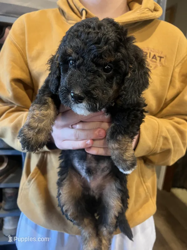 Benny/teal collar – Miniature Bernedoodle puppy for sale in Wathena, KS