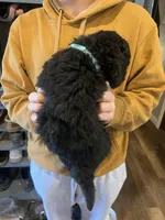 Benny/teal collar, a male Miniature Bernedoodle for sale in Wathena, KS – Photo 3 of 3