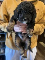 Benny/teal collar, a male Miniature Bernedoodle for sale in Wathena, KS – Photo 2 of 3