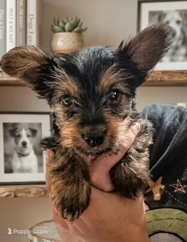 Lilac – Yorkshire Terrier puppy for sale in Kissimmee, FL