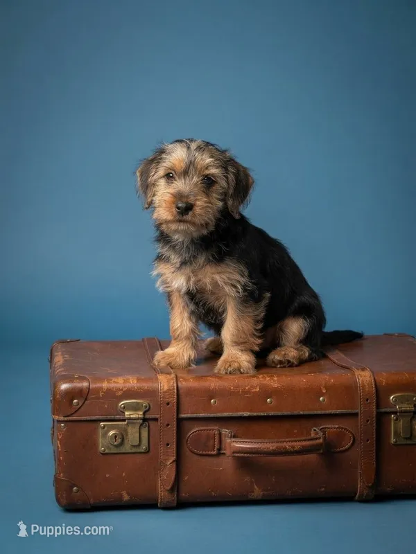 Bambi – Yorkshire Terrier puppy for sale in Kissimmee, FL