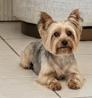 Bambi, a male Yorkshire Terrier for sale in Kissimmee, FL – 4 of 4