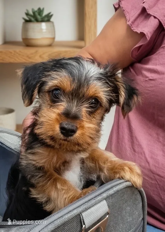 Bambi – Yorkshire Terrier puppy for sale in Kissimmee, FL