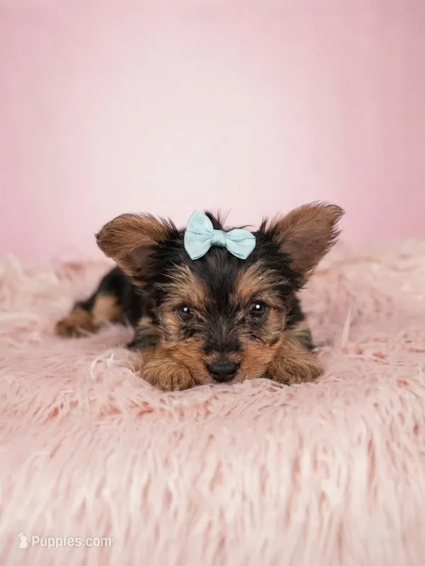 Lilac – Yorkshire Terrier puppy for sale in Kissimmee, FL