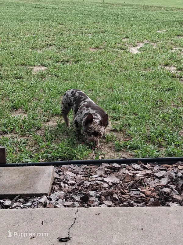 Isis – American Bulldog, Shorty Bull puppy for sale in Eustis, FL