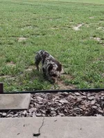 Isis, a female American Bulldog and Shorty Bull for sale in Eustis, FL – 1 of 2
