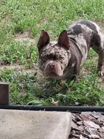 Isis, a female American Bulldog and Shorty Bull for sale in Eustis, FL – 2 of 2