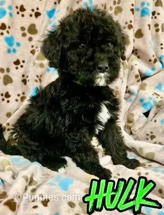 Hulk, a male Bernedoodle for sale in Jonesville, MI – Photo 1 of 1