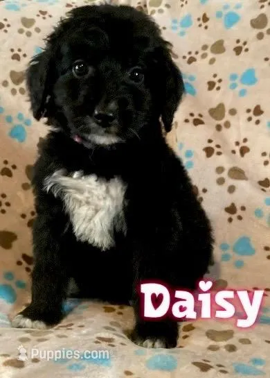 Daisy, a female Bernedoodle for sale in Jonesville, MI – Photo 1 of 1