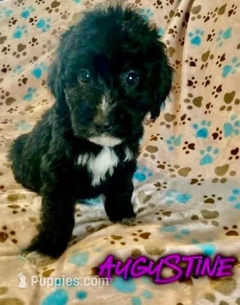 Augustine, a female Bernedoodle for sale in Jonesville, MI – Photo 1 of 1