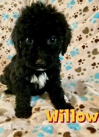 Willow, a female Bernedoodle for sale in Jonesville, MI – Photo 1 of 1