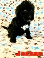 Buster , a male Bernedoodle for sale in Jonesville, MI – Photo 1 of 4